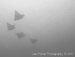 School of Eagle rays, shot in 2010 at Playas del Coco in ... by Leonardo Parias 